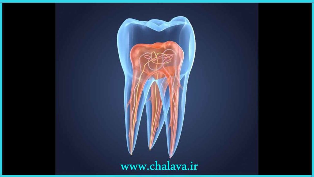 ساختار دندان سالم